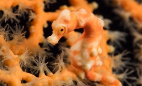 A pygmy seahorse in the Philippines