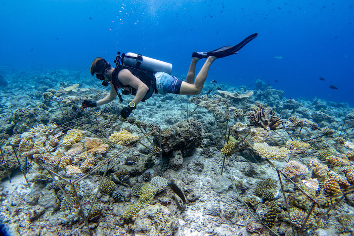 Soneva Fushi Coral Propagation
