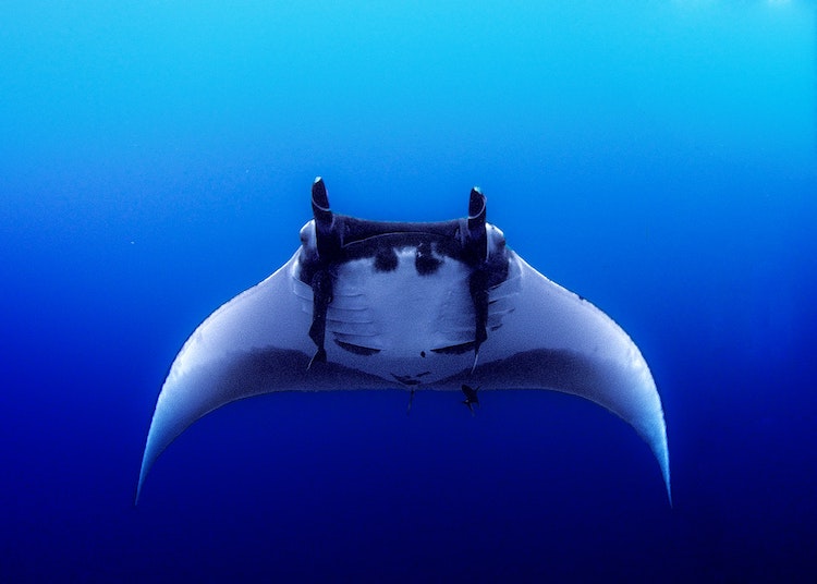 Manta, Baa Atoll