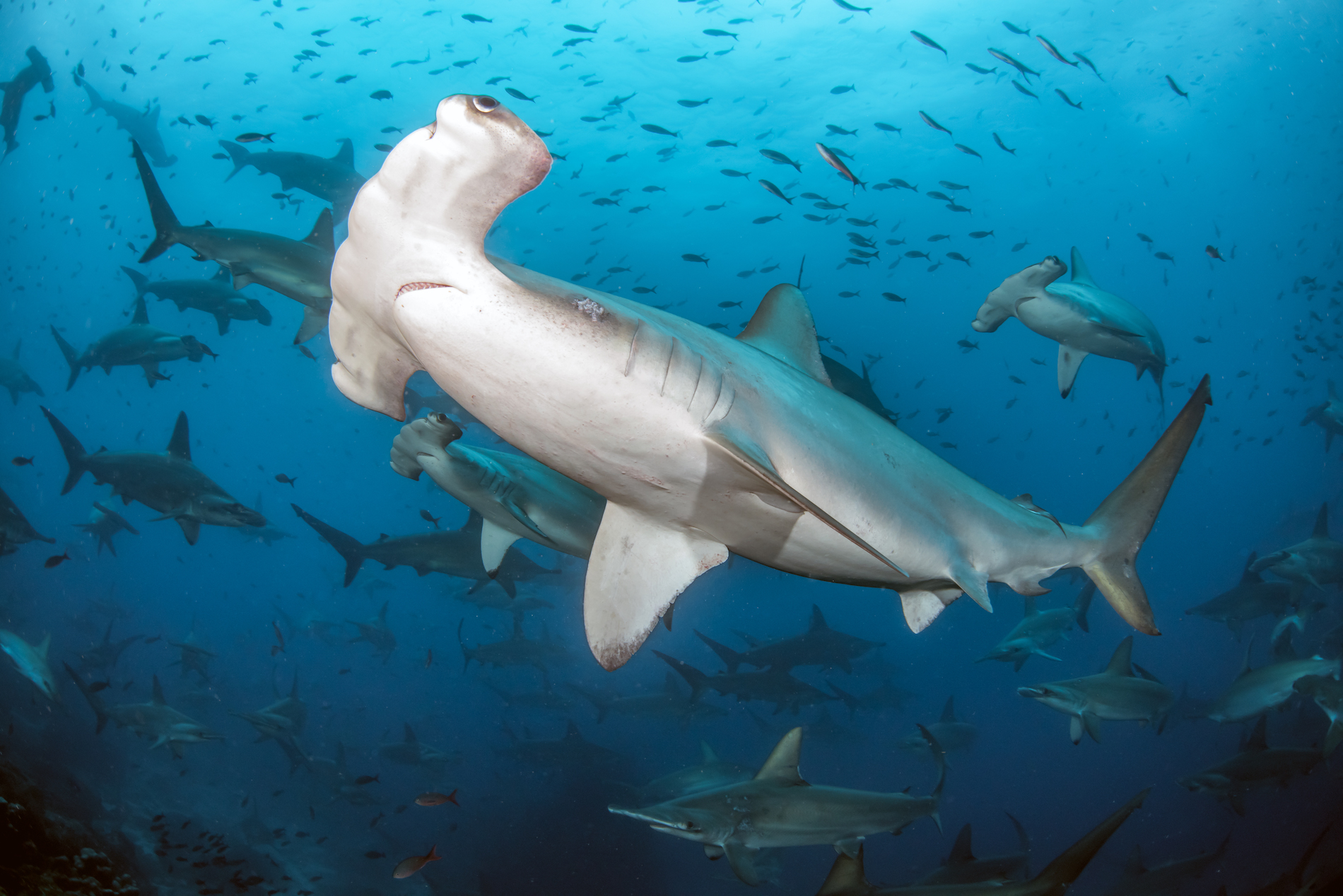 Hammerhead close up in the Galapagos
