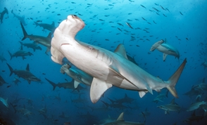 Hammerhead close up in the Galapagos