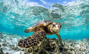 Sea Grass Turtle Surface
