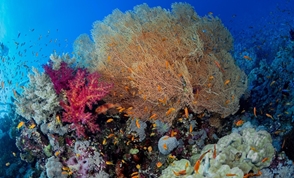 Reefscape Red Sea Egypt Unsplash